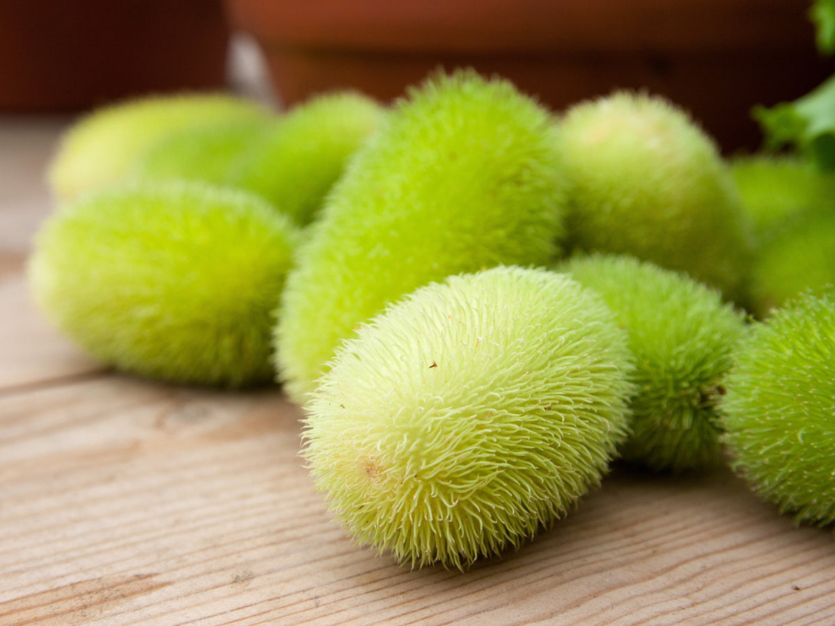 Wooly Bear Gourd Seeds – Cucumis Dipsaceus Fuzzy Green Ornamental – photo 2