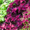 Mixed Colors Coleus Rainbow Mix Seeds – Shade Houseplant Solenostemon Flower – photo 7