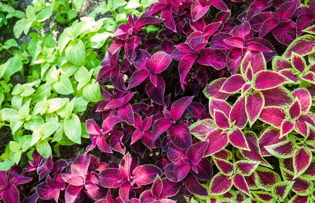Mixed Colors Coleus Rainbow Mix Seeds – Shade Houseplant Solenostemon Flower – photo 7