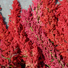 100 Organic BRILLIANT RAINBOW QUINOA Mix Mixed Colors Chenopodium Grain Greens Vegetable Seeds