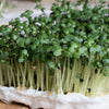 1000 YELLOW MUSTARD Brassica Juncea Vegetable Herb Seeds