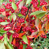 50 RED CHOKEBERRY Aronia Arbutifolia White Flower Fruit Shrub Seeds