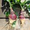 1500 American PURPLE TOP RUTABAGA Brassica Napus Root Vegetable & Greens Seeds