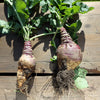 3000 LAURENTIAN RUTABAGA Brassica Napus Vegetable Seeds
