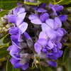 10 TEXAS Mountain LAUREL Sophora Secundiflora Mescal Tree Purple Flower Seeds