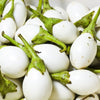 30 EASTER EGG PLANT (Easter Eggplant / Ornamental Eggplant / Nest Egg) Solanum Ovigerum Seeds