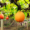 2 GAC FRUIT Gac Melon Vine Momordica Cochinchinensis Seeds