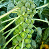 1000 Long Island IMPROVED BRUSSEL SPROUTS Brassica Oleracea Gemmifera Vegetable Seeds