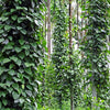 25 BLACK PEPPERCORN Black Pepper Piper Nigrum Spice Vine Seeds
