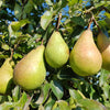 25 EUROPEAN PEAR TREE Pyrus Communis Fruit Seeds - White Flowers / Green Fruit