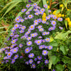 Purple Smooth Violet Prairie Aster Aster Tanacetifolia Flower Seeds – photo 4