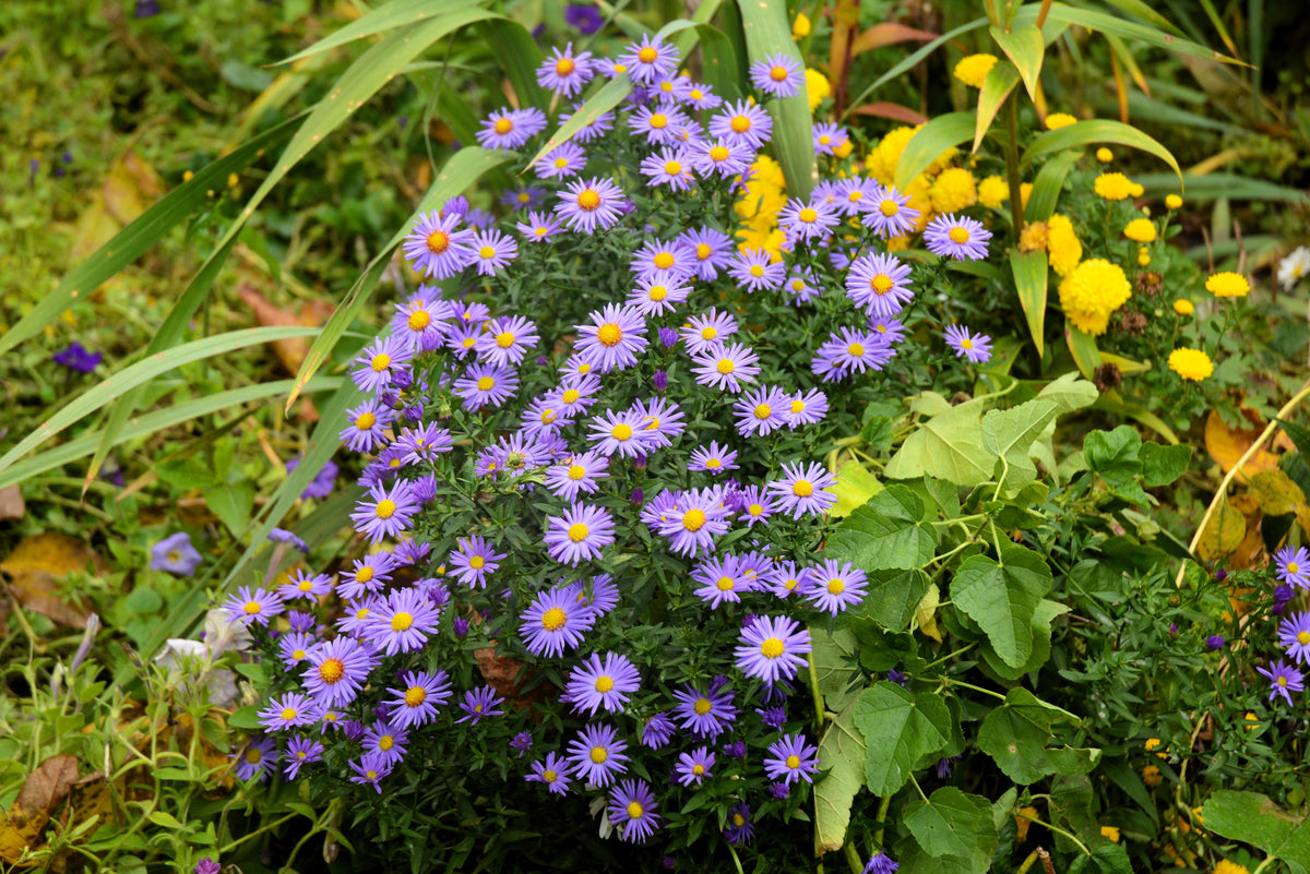 Purple Smooth Violet Prairie Aster Aster Tanacetifolia Flower Seeds – photo 4