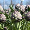 50 PURPLE ROMAGNA ARTICHOKE Italian Cynara Scolymus Flower Vegetable Seeds