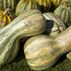 30 Green Striped CUSHAW SQUASH PUMPKIN (Tennessee Sweet Potato Squash) Cucurbita Mixta Vegetable Seeds