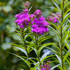 250 PURPLE IRONWEED Prairie Vernonia Fasciculata Flower Seeds