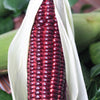 35 BLOODY BUTCHER Red CORN Edible & Ornamental Heirloom Zea Mays Vegetable Seeds