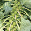 400 CATSKILL BRUSSEL SPROUT Sprouts Brassica Oleracea Vegetable Seeds