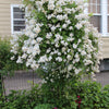 5 WHITE CLIMBING ROSE Rosa Bush Vine Climber Fragrant Butterfly Flower Seeds