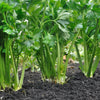 1000 TALL UTAH CELERY Apium Graveolens Dulce Vegetable Seeds