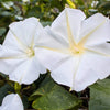 50 MOONFLOWER MORNING GLORY White Moon Flower Ipomoea Alba Flower Vine Seeds