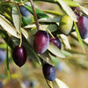 10 CANINO OLIVE TREE Olea Europaea Canino Edible European Common Green Black Fruit Seed