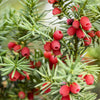 10 ENGLISH YEW Taxus Baccata Tree Shrub Conifer Sun or Shade Red Ornamental Berry Seeds