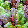 150 Mixed Colors NORTHERN LIGHTS  SWISS CHARD (Perpetual Spinach) Beta Vulgaris Cicla Vegetable Seeds