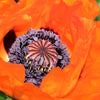 100 PRINCE of ORANGE POPPY Oriental Poppy Papaver Orientale Perennial Flower Seeds