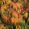 10 WEEPING LACELEAF MAPLE Japanese Acer Palmatum Dissectum Green Yellow Red Tree Seeds