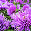 30 VIOLET Purple NEEDLE ASTER Callistephus Chinensis Unicom Flower Seeds