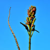 20 INDIAN TRUMPET Flower TREE (Midnight Horror / Broken Bones Plant / Tree of Damocles) Oroxylum Indicum Seeds