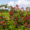 100 BLACKBERRY Fruit Bush Rubus Allegheniensis Seeds