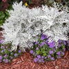 300 SILVERDUST DUSTY MILLER Cineraria Maritima Jacobaea Senecio Flower Seeds