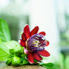 5 GIANT GRANADILLA Red Passion Flower Passiflora Quadrangularis Yellow Fruit Vine Seeds