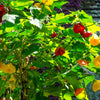 30 Mixed Colors FLOWERING MAPLE (Chinese Bell Flower) Abutilon Hybridum Shrub Bush Small Tree Seeds