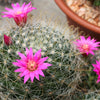 50 CACTUS MIX 'Finest Mixed' Succulent Flower Plant Seeds