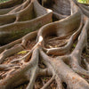 50 BANYAN / BANYAN FIG TREE East Indian Ficus Benghalensis Aerial Root Houseplant Seeds