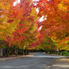 50 AMERICAN SWEETGUM Liquidambar Styraciflua Storax Alligator Sweet Gum Tree Seeds - Great Fall Color! Red Yellow Orange Purple