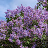 25 FRENCH / Old FASHIONED LILAC Syringa Vulgaris Flower Shrub Bush Seeds