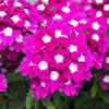 100 MIXED COLORS VERBENA Hybrida Compacta Flower Seeds