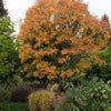 10 DWARF GOLDEN RAIN TREE Koelreuteria Paniculata Nana Yellow Flower Seeds