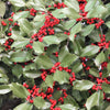 40 AMERICAN HOLLY Ilex Opaca Tree Shrub Evergreen Red Berry Seeds - aka White Holly, Prickly Holly, Christmas Holly, Yule Holly