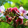 100 ANNATTO TREE Lipstick Plant Bixa Orellana Seeds