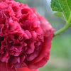 25 SCARLET DOUBLE Red HOLLYHOCK Alcea Rosea Flower Seeds Perennial