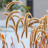 100 FOXTAIL MILLET Setaria Italica Ornamental Grass Flower Seeds