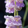300 PALMERS PENSTEMON (Beardtongue / Balloon Flower) Penstemon Palmeri Flower Seeds