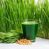500 Organic CAT GRASS WHEAT Grass Pet Grass Wheatgrass Catgrass Triticum Aestivum Seeds