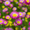 100 MIXED DOUBLE ACROCLINIUM Paper Daisy Helipterum Rhodanthe Flower Seeds