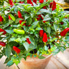 50 TABASCO PEPPER Hot Red Capsicum Fruitescens Vegetable Seeds