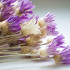 300 IMMORTELLE IMMORTAL MIX Xeranthemum Paper Daisy Everlasting Flower Seeds